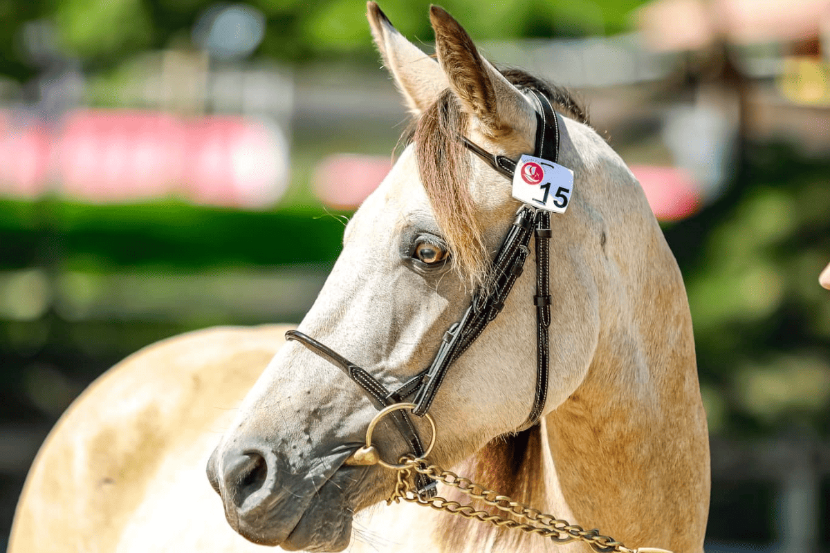 Élevage de Chevaux à Pau​