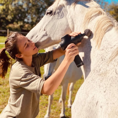 Pension chevaux à Pau