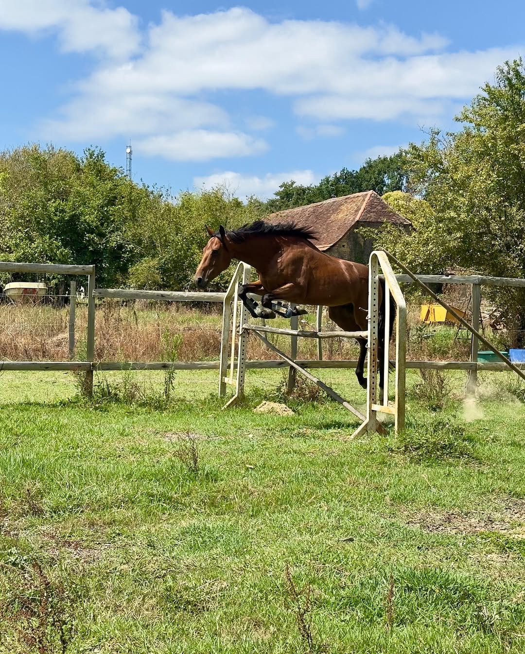 Pension chevaux à Pau