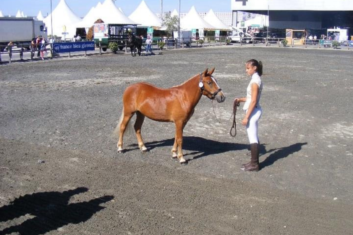 Élevage de Chevaux à Pau​