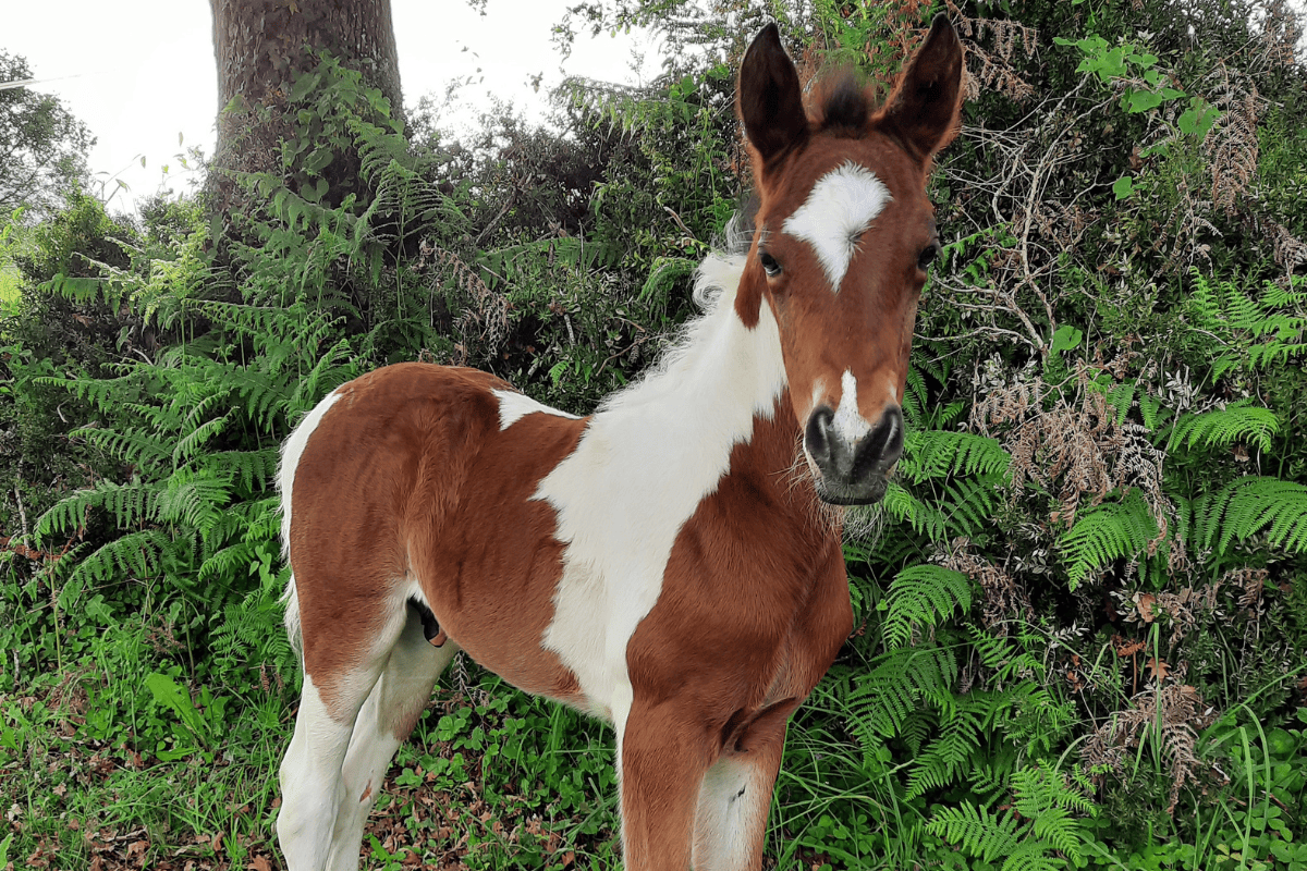 Élevage de Chevaux à Pau​