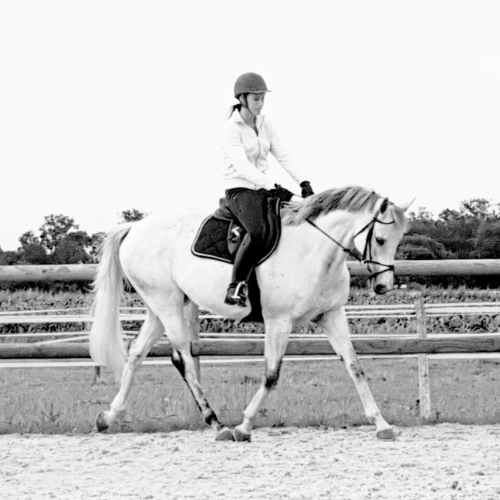 ÉducationTravail du Cheval (2)