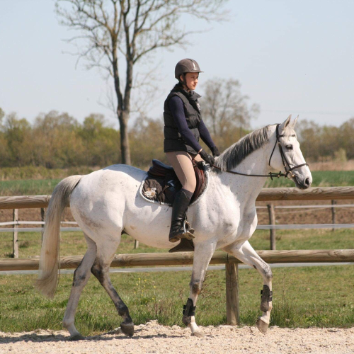 ÉducationTravail du Cheval (3)