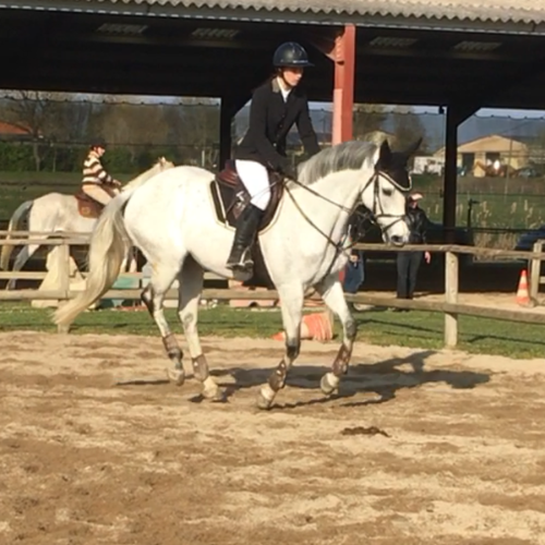 ÉducationTravail du Cheval (4)