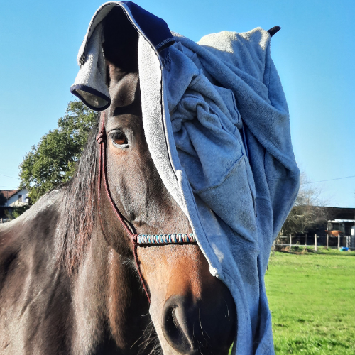 ÉducationTravail du Cheval (5)