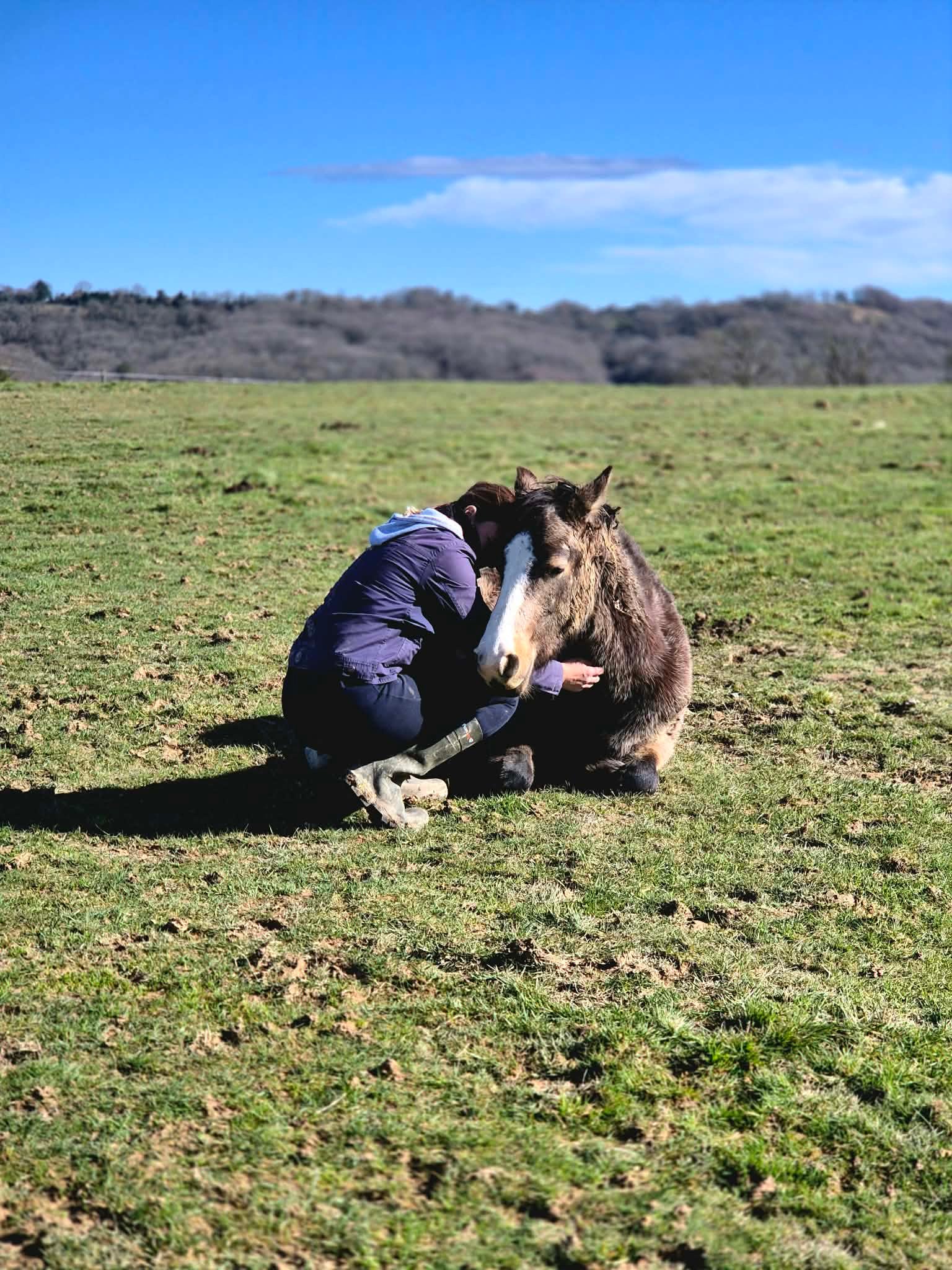 Pension chevaux à Pau